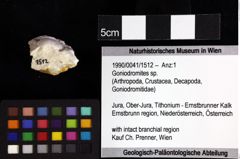 Foto (Objket + Etiketten) von Gastrosacus eminens (Blaschke, 1911) 